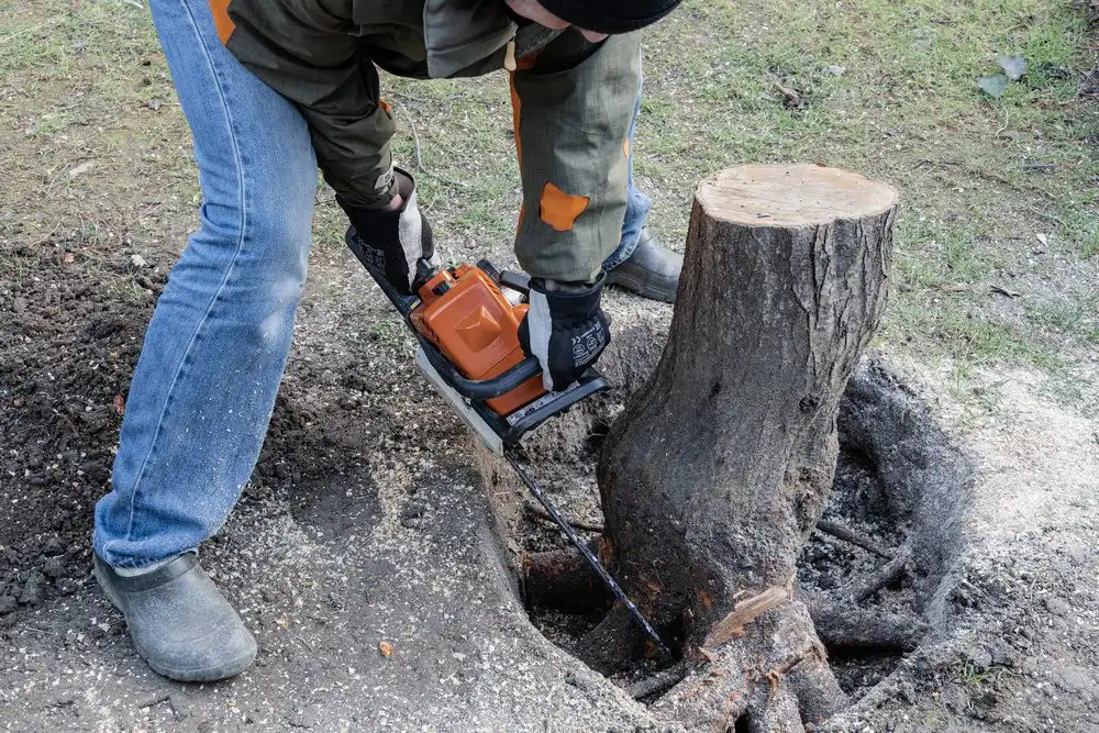 Stump Removal Buffalo NY 8 Tree Stump Removal Image