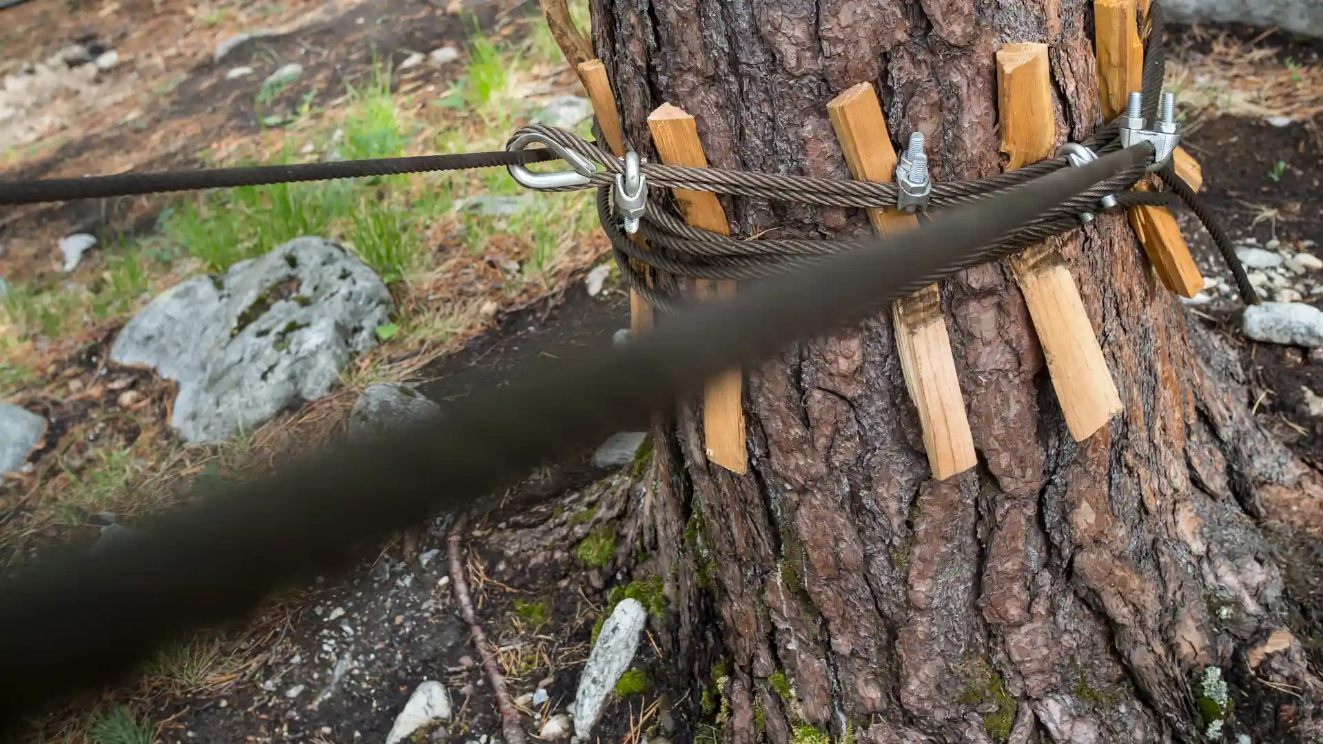 TreeCablingBracing2r