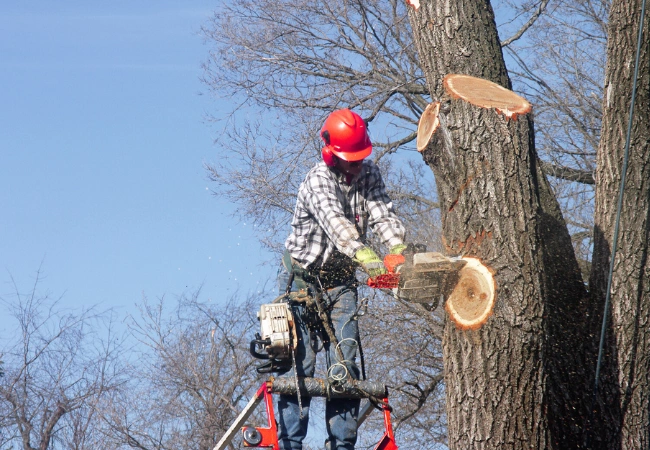 Blasdell, NY 5 Treecutting