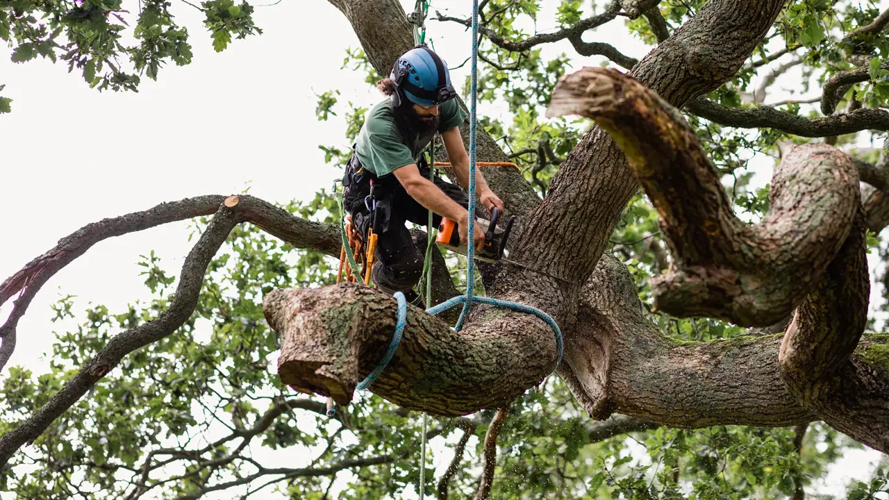 Tree Service in East Amherst, NY
