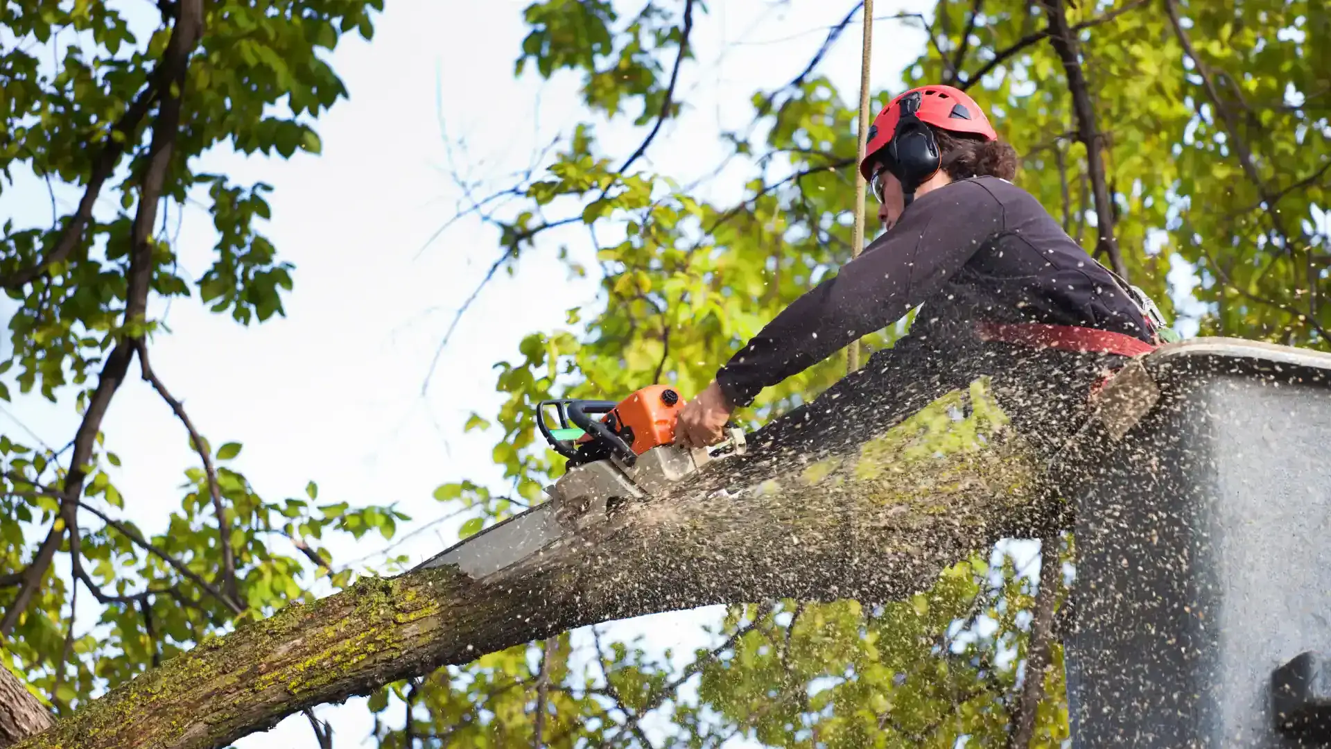 Tree Removal Buffalo NY 1 aboutussection