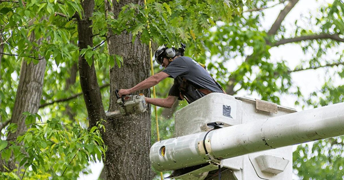 Lockport, NY 1 chainsaw tree