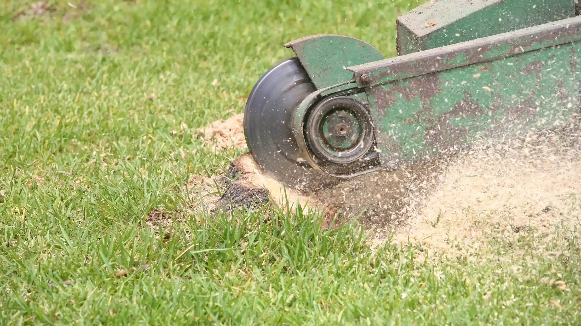 Stump Grinding Buffalo NY 8 stmupgrindingimage