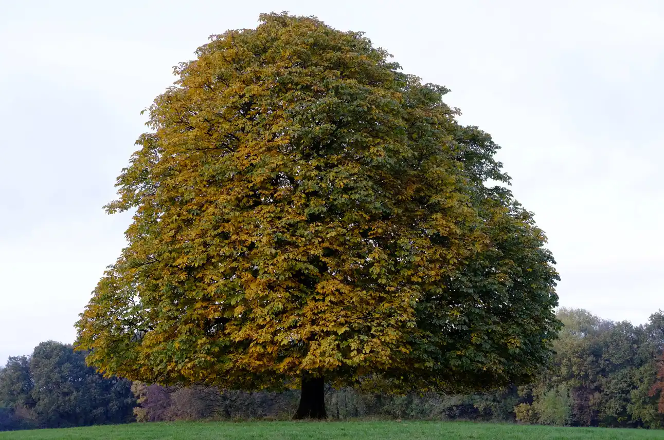 Tree Crown Reduction 1 treecrown
