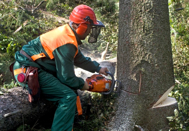 Blasdell, NY 4 treeremoval