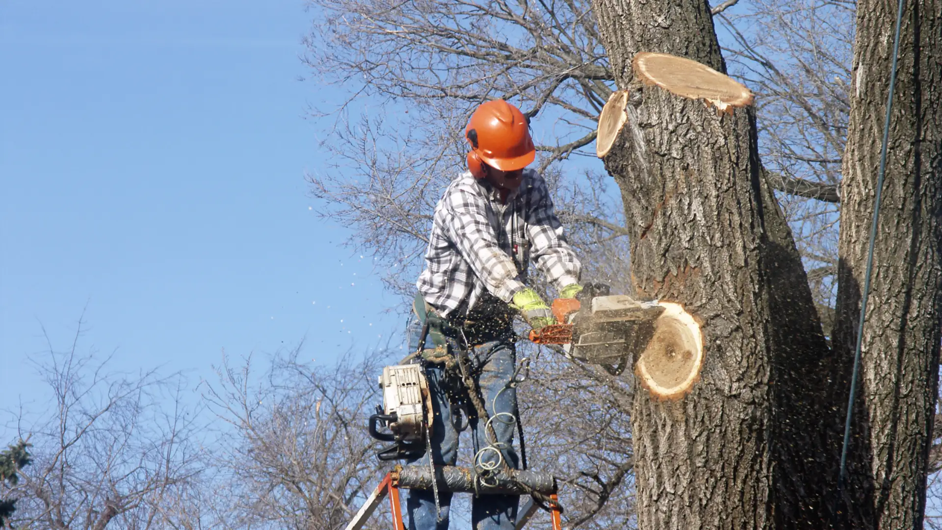 Emergency Tree Service 2 treeservice456