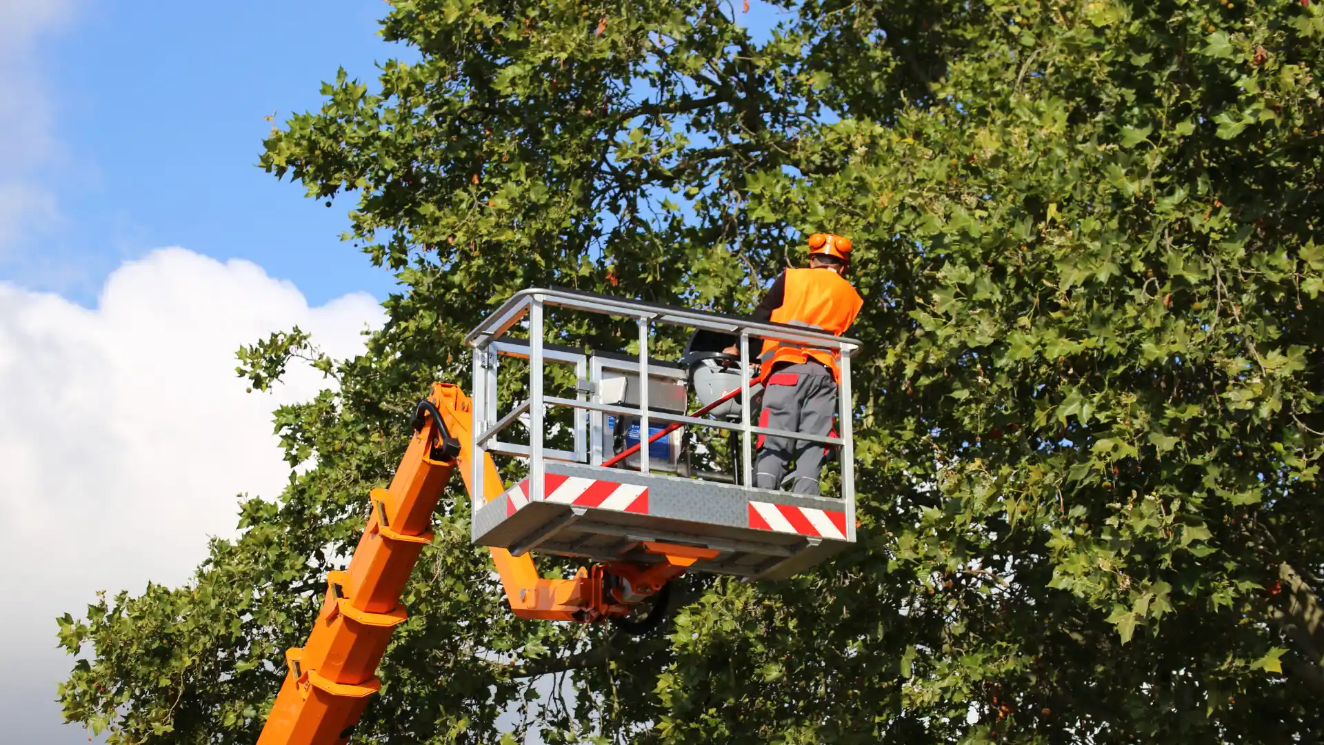 Professional tree service crew in Lewiston, NY
