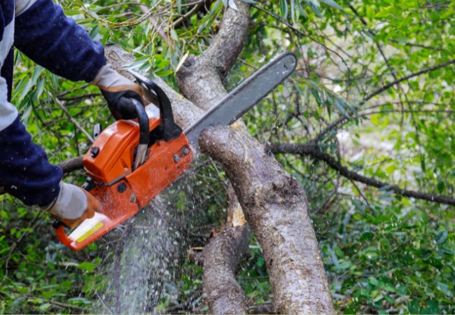 Blasdell, NY 3 treetrimming
