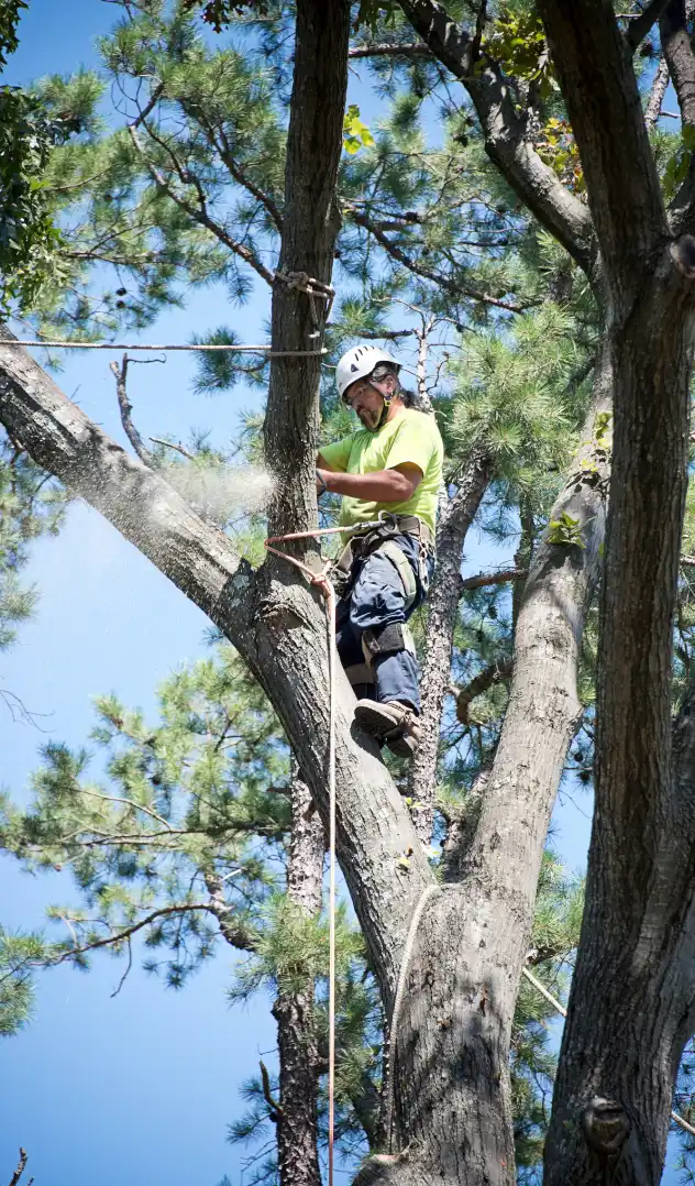Tree Trimming Buffalo NY 2 tritremming