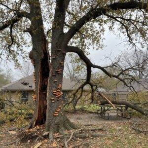Home 33 Top Warning Signs Your Tree Needs Immediate Removal