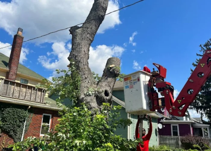 Aurora, NY 1 Tree Removal 1 qhagl4g1ep6t7m67hy3yf2z3cnfje3m8tvwmrwloco 1