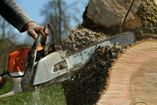 Angola, NY 1 Tree Services in Angola NY