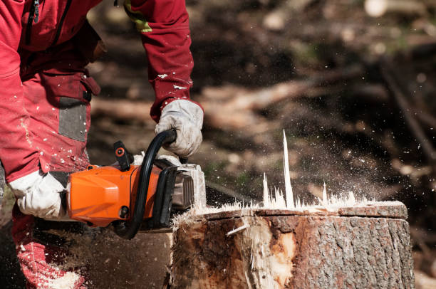 Angola on the Lake, NY 1 Tree Services in Angola on the Lake NY