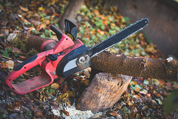 Billington Heights, NY 1 Tree Services in Billington Heights NY