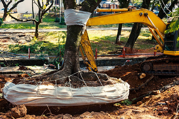 Tree Services in Brant NY