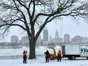 Home 33 Tree Service in Buffalo NY When to Call the Professionals tree service near me Buffalo Branch specialists Blog post