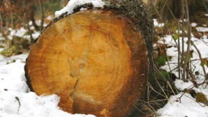 Home 33 Stump Grinding in Winter: Why Buffalo Homeowners Shouldn't Wait Until Spring