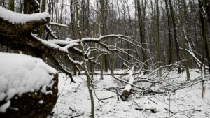 How to Handle Emergency Tree Removal After Ice Storms in Cheektowaga
