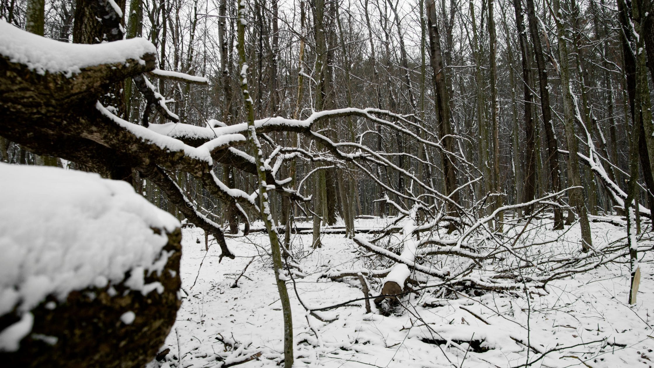 How to Handle Emergency Tree Removal After Ice Storms in Cheektowaga