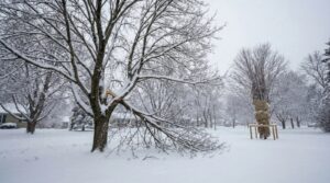Home 34 Tonawanda Winter Storm Damage: How to Protect Your Trees Before the Next Blizzard