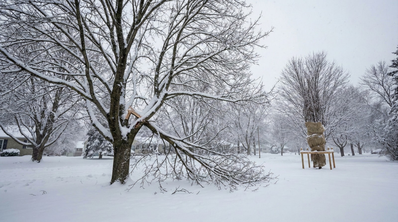 Tonawanda Winter Storm Damage: How to Protect Your Trees Before the Next Blizzard