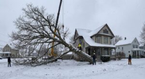 why winter tree removal Buffalo is crucial