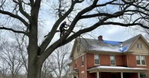 Tree Service Buffalo Tips to Avoid Costly Property Damage