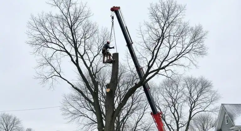 2026 Tree Removal Cost Guide: Local Price Breakdown to Remove a Tree in Buffalo, NY