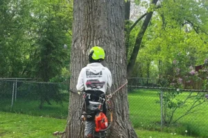 Tree Removal in Buffalo NY