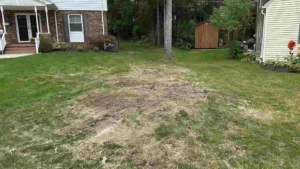 fallen tree removal buffalo ny