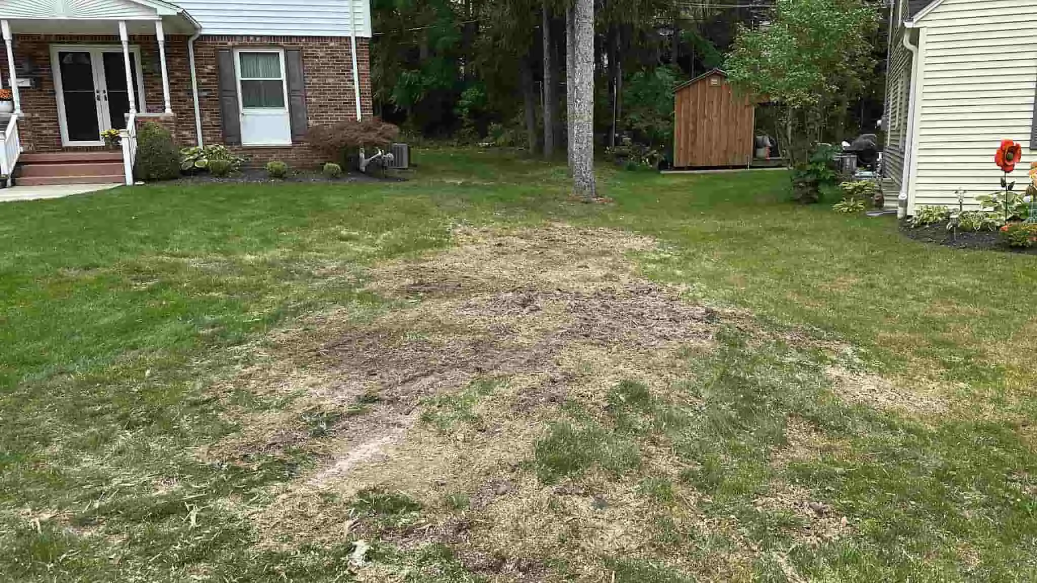 fallen tree removal buffalo ny