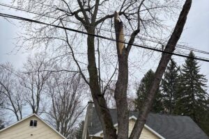Mature tree with a dead, bark-stripped leader hanging over a house in Buffalo NY, typical emerald ash borer dieback before removal