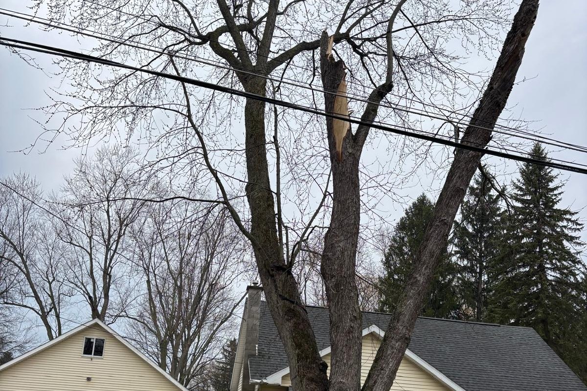 Mature tree with a dead, bark-stripped leader hanging over a house in Buffalo NY, typical emerald ash borer dieback before removal