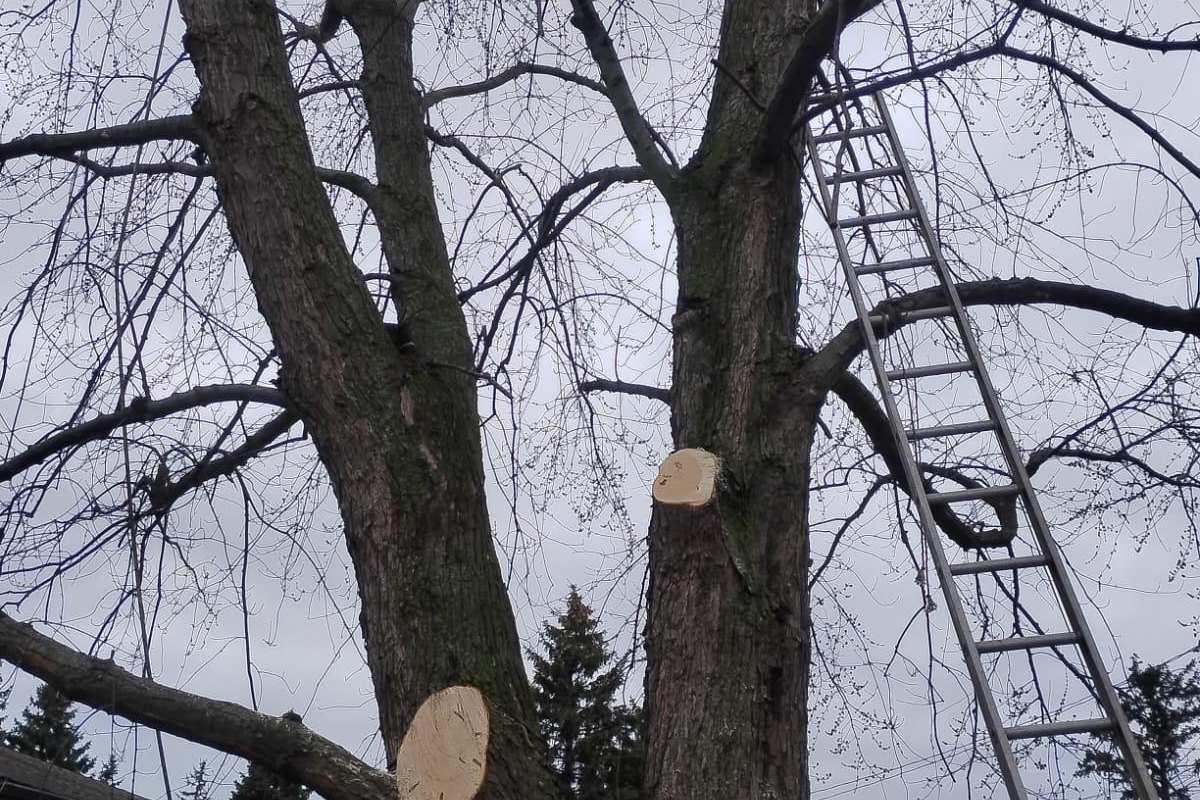 Mature tree with clean fresh pruning cuts and a ladder after a crown reduction in the Buffalo NY area